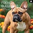 The Gifted Stationary French Bulldog Calendar 2025