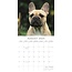 Franse Bulldog Kalender 2025