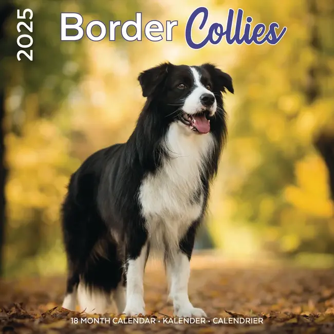 Plenty Gifts Border Collie Calendar 2025