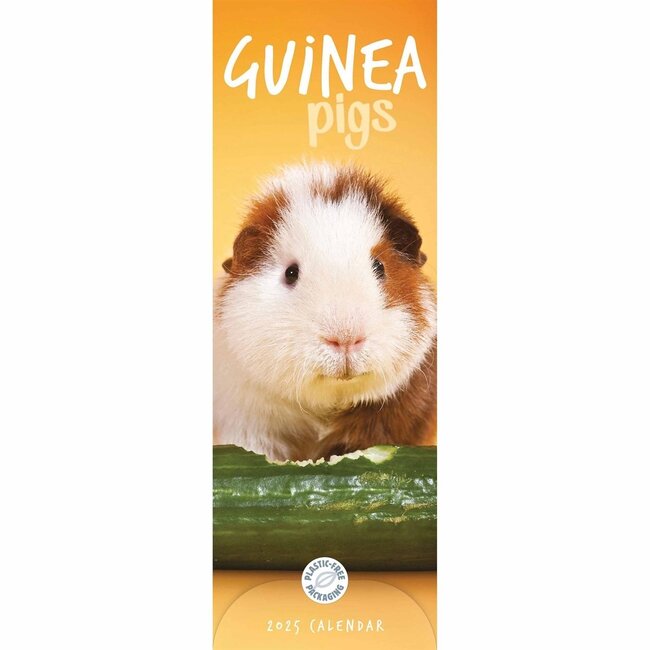 CarouselCalendars Guinea pig calendar 2025 Slimline