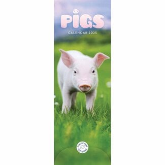 CarouselCalendars Schweinekalender Slimline 2025