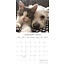 Cats and Dogs Kalender 2025