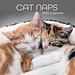 The Gifted Stationary Cat Naps Kalender 2025