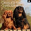 Calendrier Cavalier King Charles Spaniel 2025