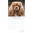 Cavalier King Charles Spaniel Calendar 2025