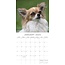 Chihuahua Calendar 2025