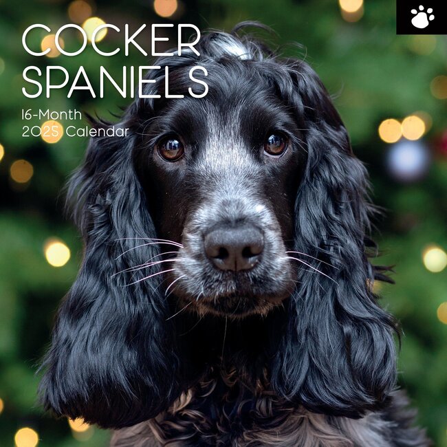 The Gifted Stationary English Cocker Spaniel Calendar 2025