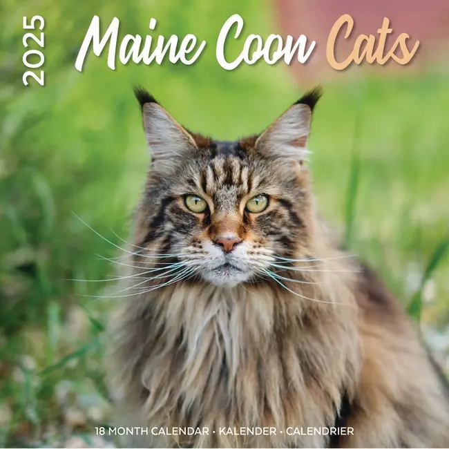 Plenty Gifts Maine Coon Calendar 2025