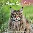 Maine Coon Calendar 2025