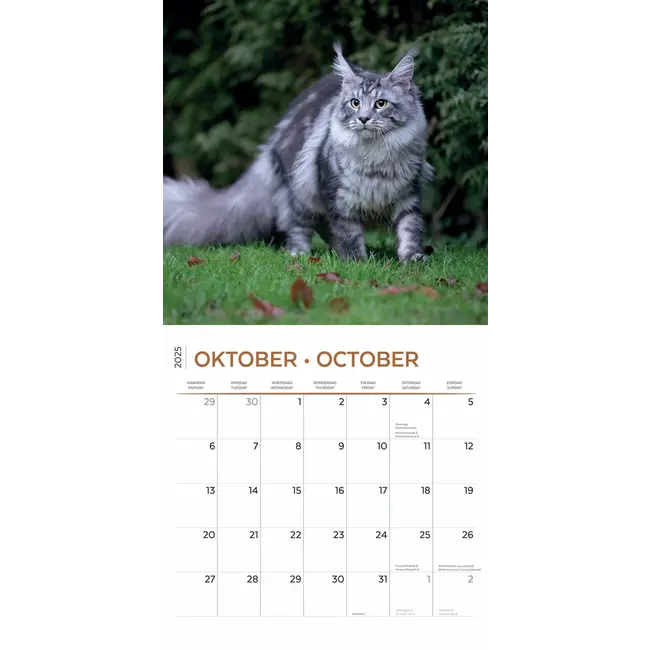 Maine Coon Calendar 2025 Buy order online easily