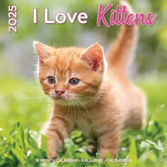 Plenty Gifts I Love Kittens Calendar 2025