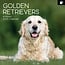 Golden Retriever Calendar 2025