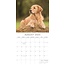 Calendario del Golden Retriever 2025