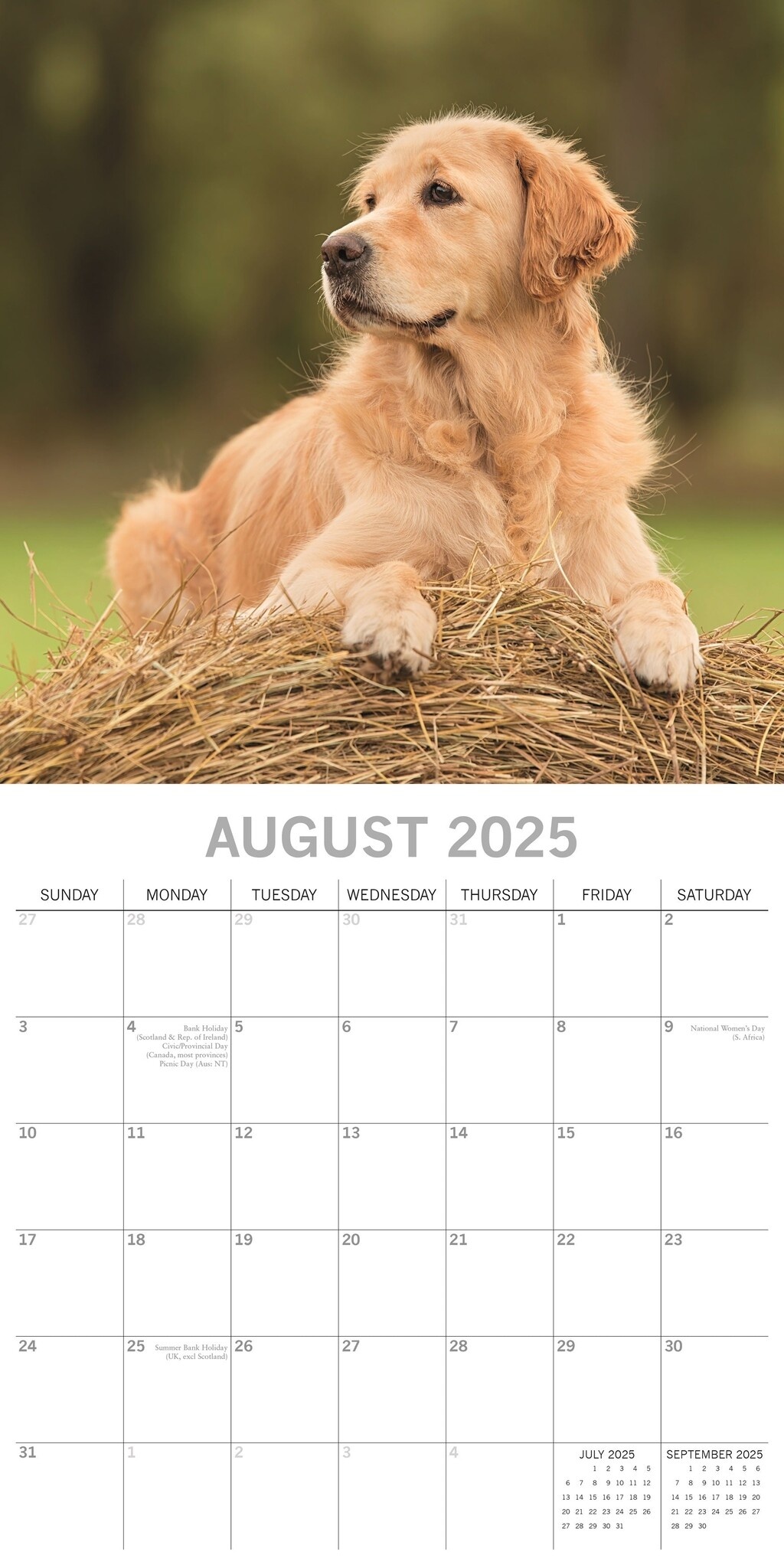 Buy Golden Retriever Calendar 2025 order online easily