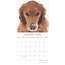 Calendario del Golden Retriever 2025