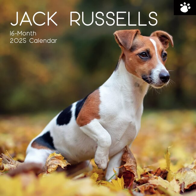 The Gifted Stationary Calendario Jack Russell Terrier 2025