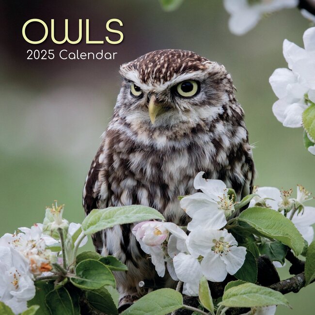 Búhos Calendario 2025