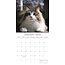 Top Cats Calendar 2025