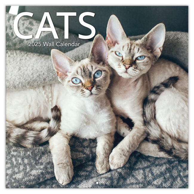 Calendario Gatos 2025 TL Turner