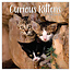 TL Turner Calendario Gatitos Curiosos 2025