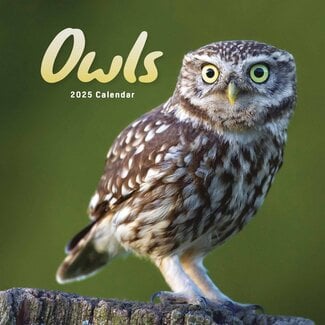 CarouselCalendars Owls Calendar 2025 Mini