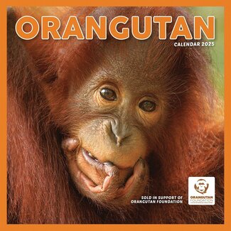 CarouselCalendars Orangutan Kalender 2025
