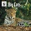 Big Cats Calendar 2025