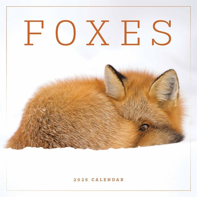 Foxes Calendar 2025