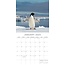 Pinguin-Kalender 2025