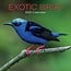 Exotic Birds Kalender 2025