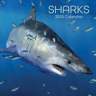 The Gifted Stationary Sharks Calendar 2025