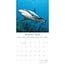 Calendrier des requins 2025