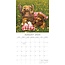 Teddy Bears Kalender 2025