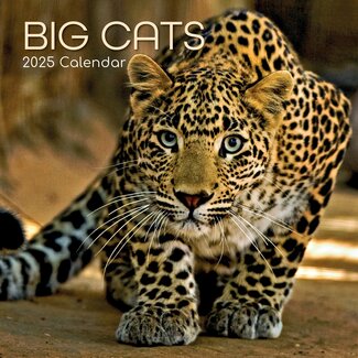 The Gifted Stationary Big Cats Calendar 2025