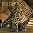 The Gifted Stationary Big Cats Calendar 2025