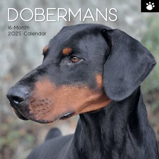 The Gifted Stationary Dobermann Calendar 2025