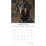 Dobermann Kalender 2025