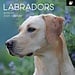 The Gifted Stationary Labrador Retriever Mixed Kalender 2025