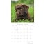 Labrador Retriever Mischling Kalender 2025