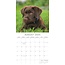 Labrador Retriever Mixed Kalender 2025