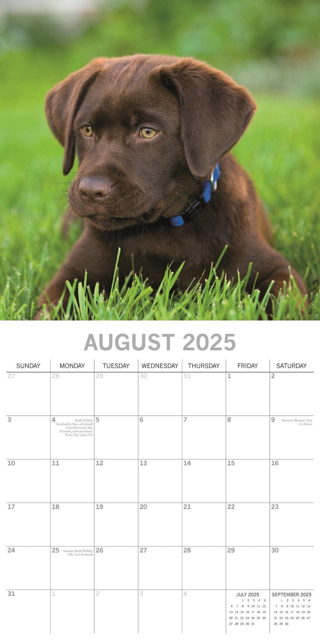 Buy Labrador Retriever Mixed Calendar 2025? Order easily online Buy Labrador Retriever Mixed Calendar 2025? Order easily online