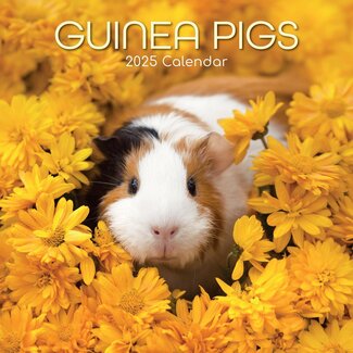 The Gifted Stationary Guinea pig calendar 2025