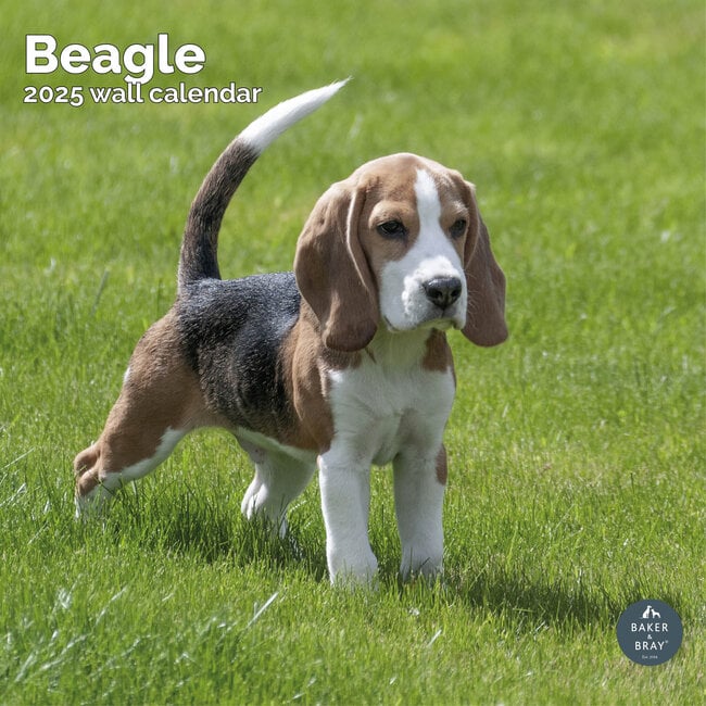 Beagle Kalender 2025