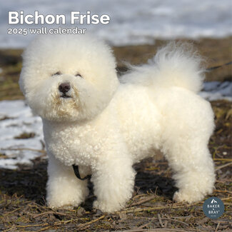 Baker & Bray Bichon Frise Calendrier 2025