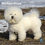 Bichon Frise Calendrier 2025