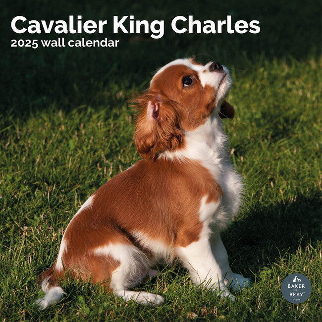 Baker & Bray Cavalier King Charles Spaniel Kalender 2025