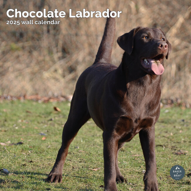 Labrador Retriever Calendrier brun 2025