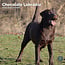 Calendario Labrador Retriever Brown 2025