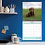 Calendario Labrador Retriever Brown 2025