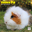 Cavia Kalender 2025